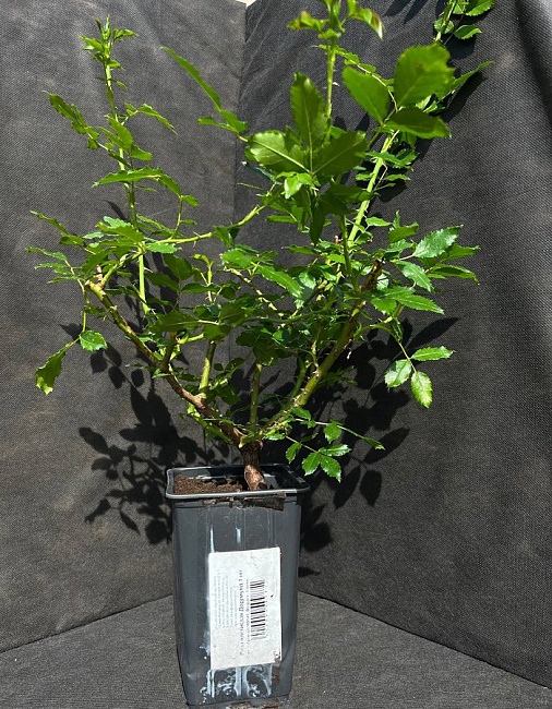 Роза плетистая Дортмунд